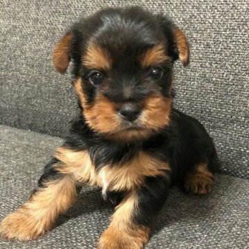 ヨークシャーテリア【愛媛県・男の子・2021年7月18日・スチールブルー&タン】の写真「じっと見つめる宝石のよう瞳に吸い込まれそうです。」