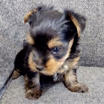 ヨークシャーテリア【愛媛県・女の子・2024年8月7日・スチールブルータン】の写真「よく食べよく寝て成長中です」