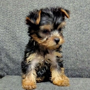 ヨークシャーテリア【愛媛県・男の子・2024年3月11日・スチールブルータン】の写真「ますます可愛くなりました」