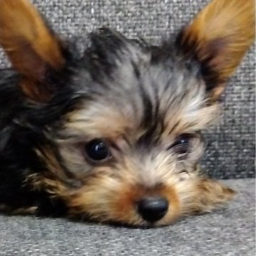 ヨークシャーテリア【愛媛県・男の子・2024年3月11日・スチールブルータン】の写真「日々可愛く成長中です」