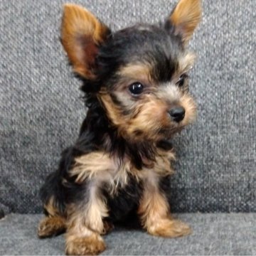 ヨークシャーテリア【愛媛県・男の子・2024年3月11日・スチールブルータン】の写真「よく食べよく遊びよく眠る子です」