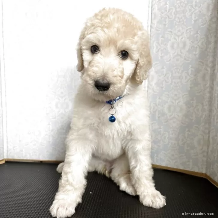 ID：2508-00197の子犬