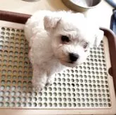 ビションフリーゼ