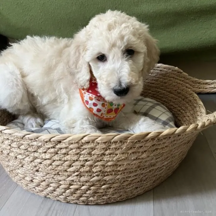 ID:2303-05629の子犬