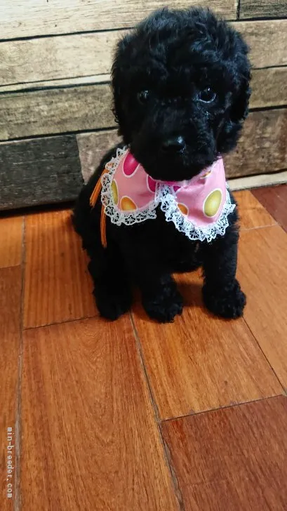 ID：2006-02388の子犬