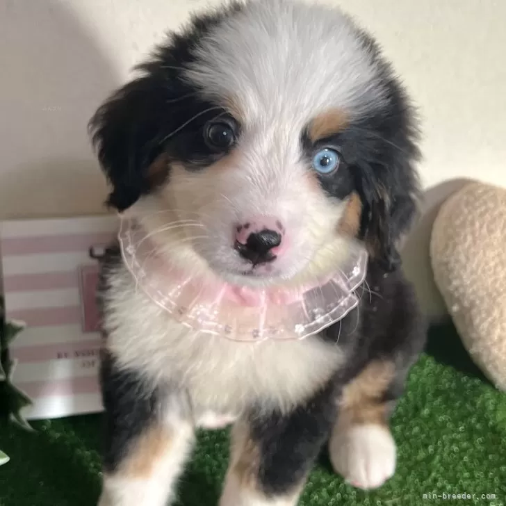 ID:2501-07543の子犬