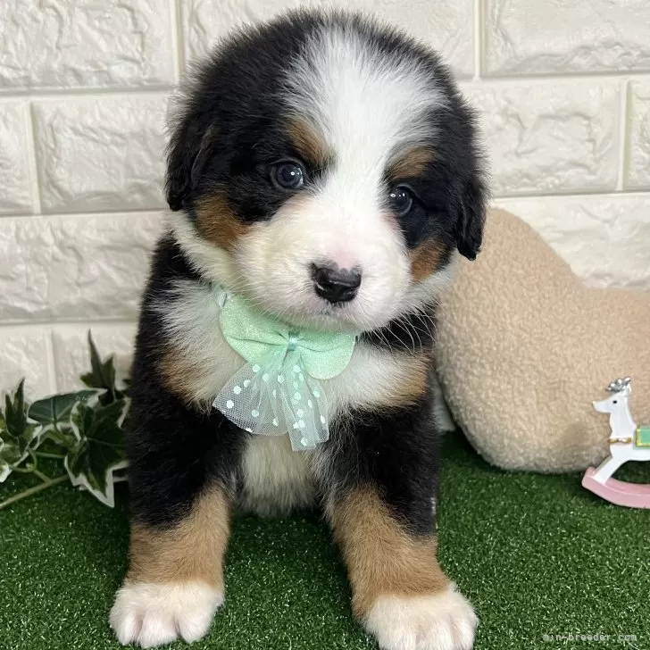 ID:2501-07294の子犬