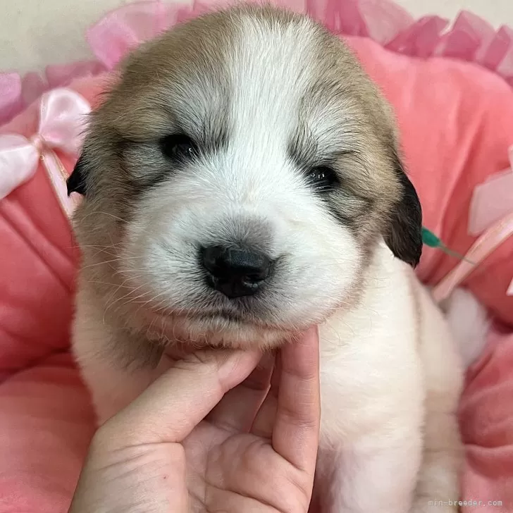 グレートピレニーズ【群馬県・男の子・2025年3月15日・ホワイト&amp;グレーマーキング】の写真1