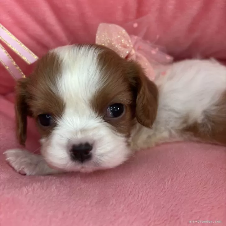 ID：2507-00007の子犬