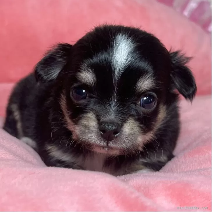 チワワ(ロング)【群馬県・男の子・2025年11月16日・ブラックタンホワイト】の写真1「💓かわいい💓」