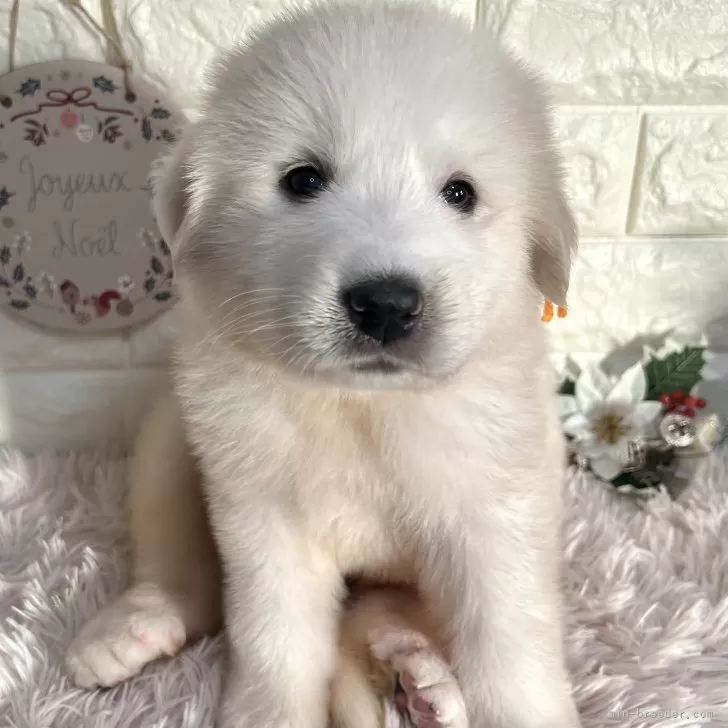 グレートピレニーズ【群馬県・女の子・2025年10月12日・ホワイト】の写真1「💓まったり💓」