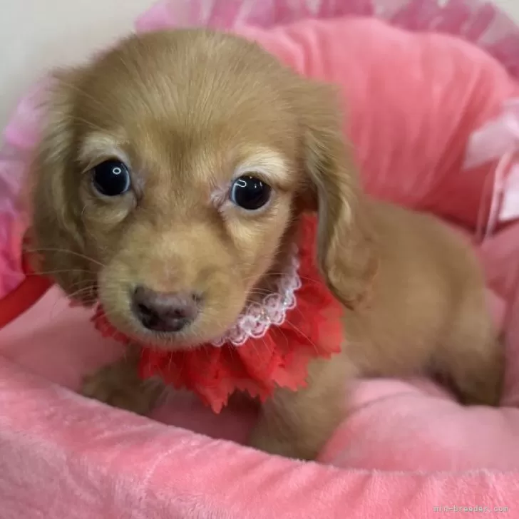 ID：2506-05392の子犬