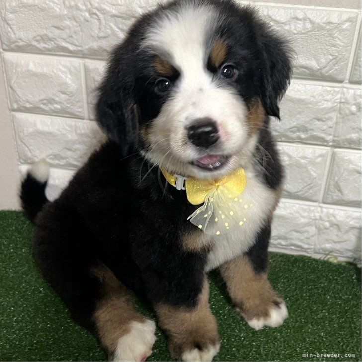 ブリーダー画像