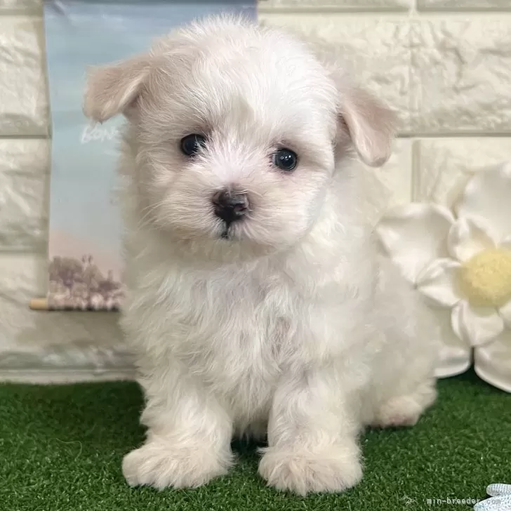 ID:2506-08448の子犬