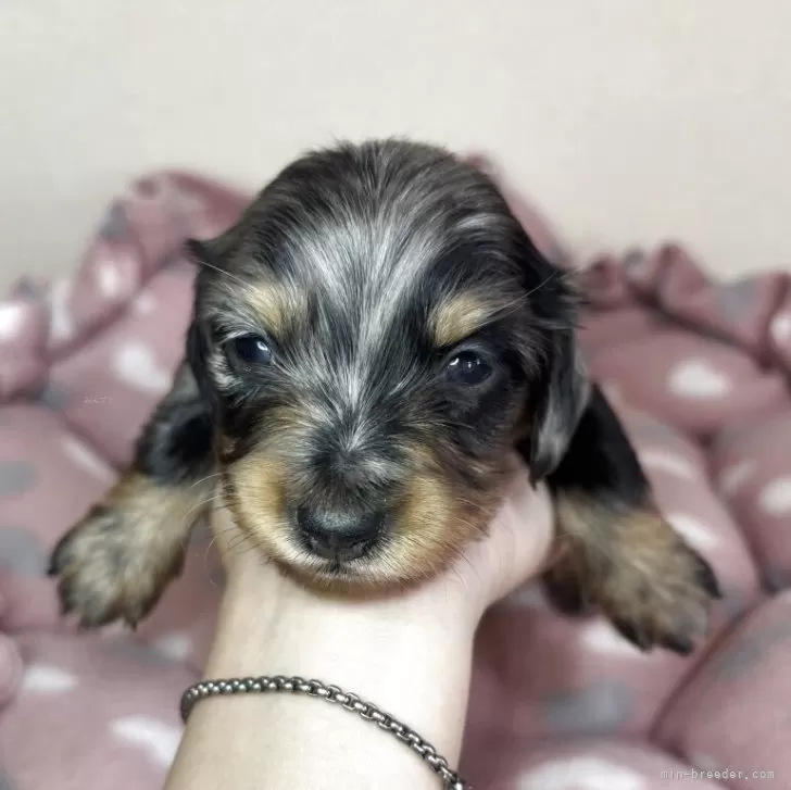 ミニチュアダックスフンド(ロング)【群馬県・女の子・2025年9月25日・シルバーダップル】の写真1「💓おめめがあきました💓」