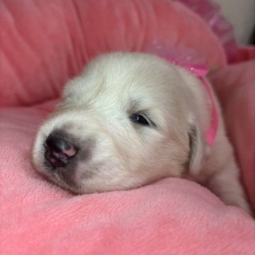 グレートピレニーズ【群馬県・女の子・2025年10月12日・ホワイト】の写真「💓おめめがあきました💓」