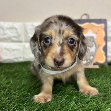 ミニチュアダックスフンド(ロング)【群馬県・女の子・2025年9月25日・チョコレートダップル】の写真「💓圧倒的天使💓」