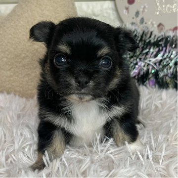 チワワ(ロング)【群馬県・男の子・2025年10月1日・ブラックホワイトタン】の写真「💓のんびりマイペースな癒し系坊や💓」