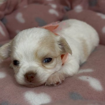 チワワ(ロング)【群馬県・女の子・2025年10月1日・ホワイトアンドクリーム】の写真「💓穏やか癒し系ベビちゃん💓」