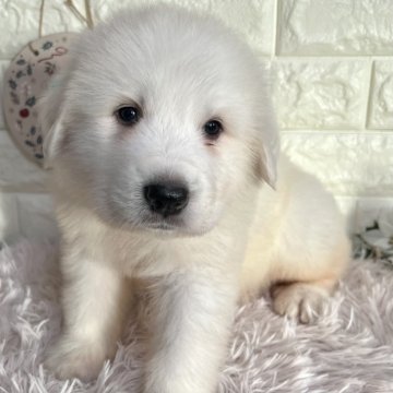 グレートピレニーズ【群馬県・男の子・2025年10月12日・ホワイト】の写真「💓温厚な甘えん坊さん💓」