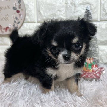 チワワ(ロング)【群馬県・女の子・2025年10月1日・ブラックホワイトタン】の写真「💓とってもあざと可愛い💓11/30まで見学可能」