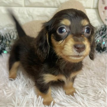 ミニチュアダックスフンド(ロング)【群馬県・女の子・2025年9月25日・チョコレートタン】の写真「💓人懐こい甘えん坊ガール💓」