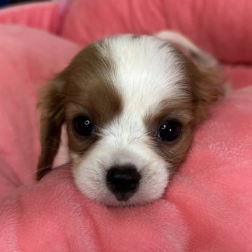 キャバリア【群馬県・女の子・2025年7月4日・ブレンハイム】の写真「天使の羽の様な模様がかわいい💓」