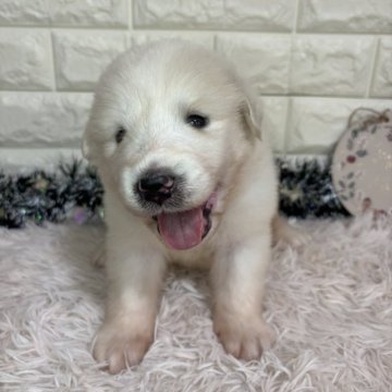 グレートピレニーズ【群馬県・女の子・2025年10月12日・ホワイト】の写真「💓まるいお顔がとってもキュート💓」