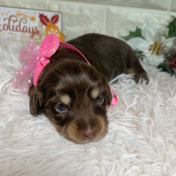 ミニチュアダックスフンド(ロング)【群馬県・女の子・2025年11月16日・チョコレートイエロー】の写真「︎💓綺麗なチョコレートカラー💓」