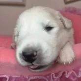 グレートピレニーズ