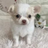 チワワ(ロング)