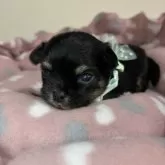 チワワ(ロング)