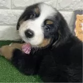 バーニーズ・マウンテン・ドッグ