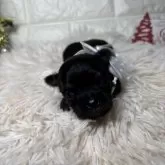 チワワ(ロング)