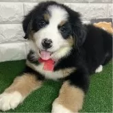 バーニーズ・マウンテン・ドッグ