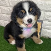 バーニーズ・マウンテン・ドッグ