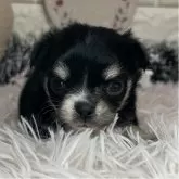 チワワ(ロング)