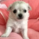 チワワ(ロング)