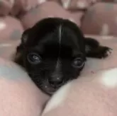 チワワ(ロング)