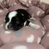 チワワ(ロング)