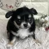 チワワ(ロング)