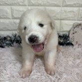 グレートピレニーズ