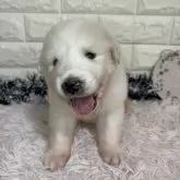 グレートピレニーズ