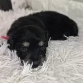 ミニチュアダックスフンド(ロング)【群馬県・女の子・2025年10月25日・ブラックイエロー】の写真1