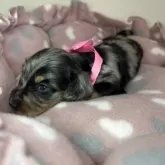 ミニチュアダックスフンド(ロング)【群馬県・女の子・2025年9月25日・シルバーダップル】の写真4