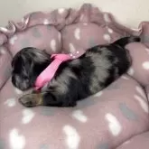 ミニチュアダックスフンド(ロング)【群馬県・女の子・2025年9月25日・シルバーダップル】の写真5