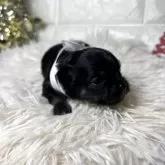 チワワ(ロング)【群馬県・女の子・2025年11月16日・ブラックタンホワイト】の写真5