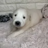 グレートピレニーズ【群馬県・女の子・2025年10月12日・ホワイト】の写真5