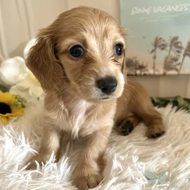 ID：2307-05840の子犬