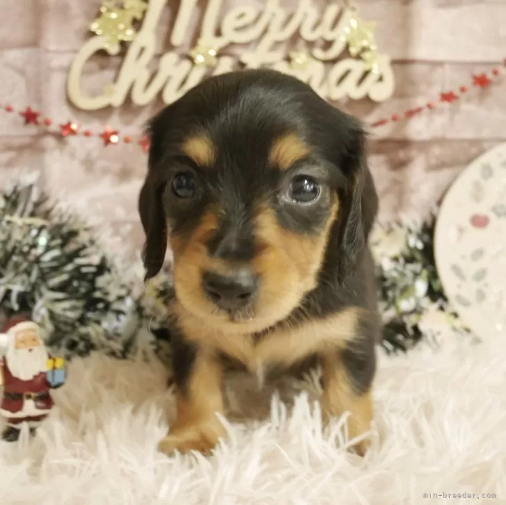 ID：2312-02233の子犬